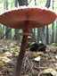 Nagy őzlábgomba (Macrolepiota procera), Pilis